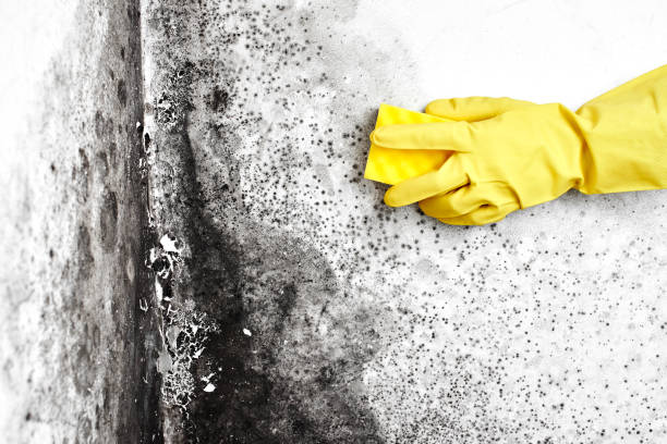 Home Mold Removal in Westview, FL