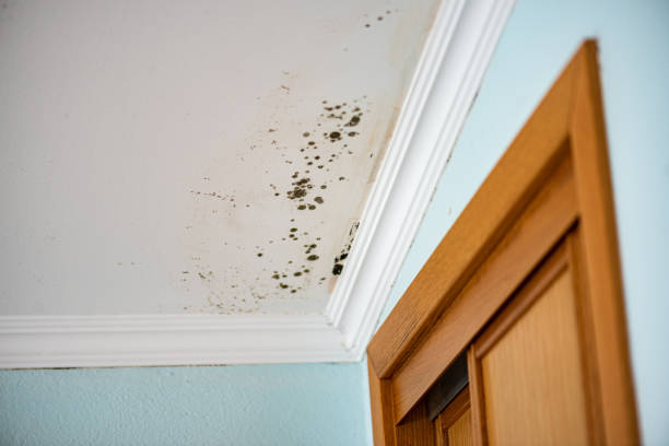 Best Emergency Mold Removal  in Westview, FL