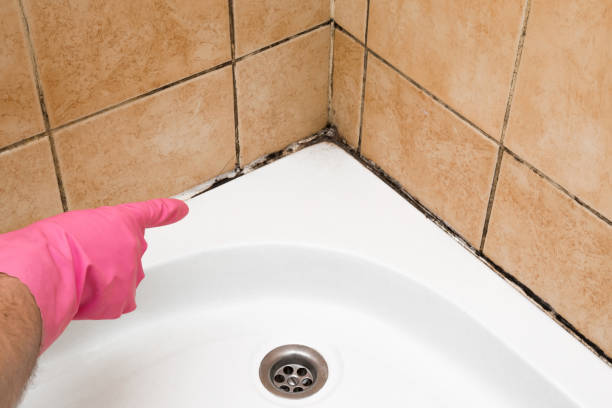 Best Toxic Mold Removal  in Westview, FL